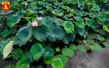 Dịu dàng mùa sen Hà Nội